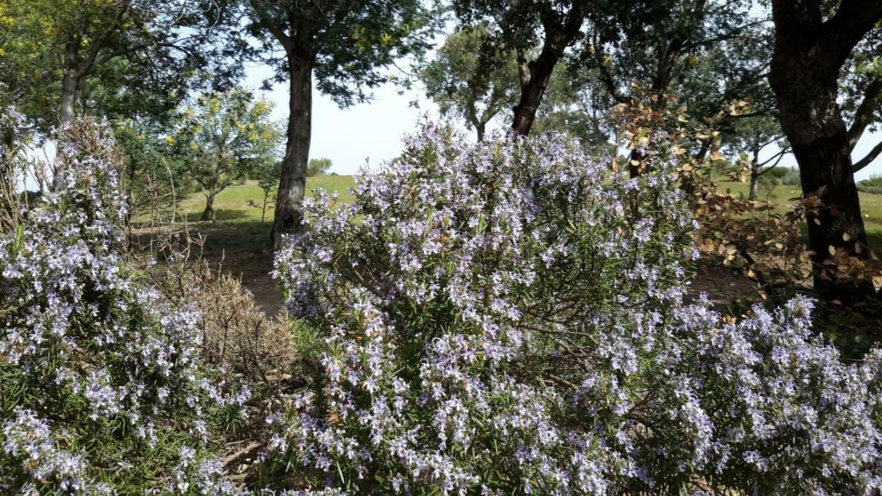 La Pantoufle Verte Montauriol  Eksteriør bilde